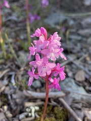 Orchis quadripunctata