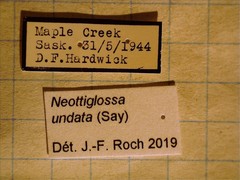 Neottiglossa undata