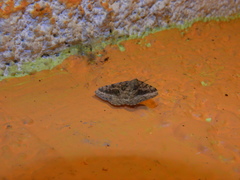 Frederickia s-signata