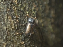 Trypodendron domesticum