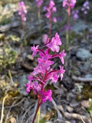 Orchis quadripunctata