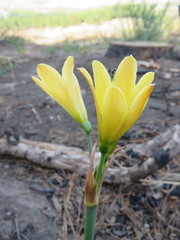 Zephyranthes gilliesiana