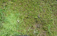 Myriophyllum triphyllum