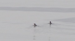 Cerorhinca monocerata