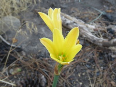 Zephyranthes gilliesiana