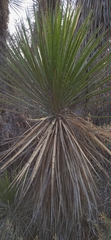 Yucca periculosa
