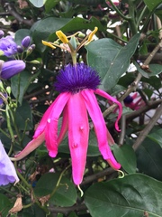 Passiflora longipes