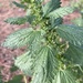Dwarf Nettle - Photo (c) lcnygard, some rights reserved (CC BY-NC)