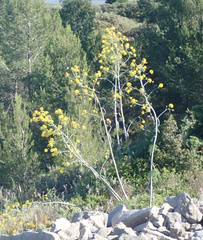 Ferula glauca