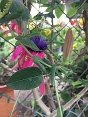Passiflora longipes