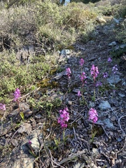 Orchis quadripunctata