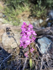 Orchis quadripunctata