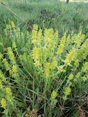 Cruciata laevipes