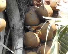 Cichladusa arquata