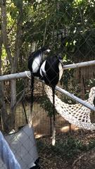 Colobus