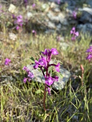 Orchis quadripunctata