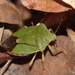 Green Shield Bug - Photo (c) Emanuel Kern, some rights reserved (CC BY), uploaded by Emanuel Kern