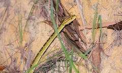 Protobothrops flavoviridis