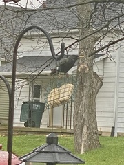 Sturnus vulgaris