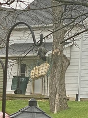 Sturnus vulgaris