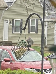 Sturnus vulgaris