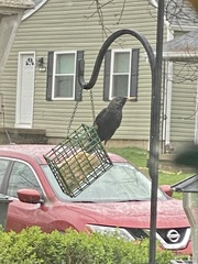 Sturnus vulgaris