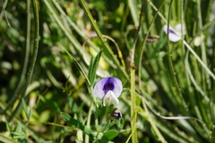 Lathyrus berteroanus