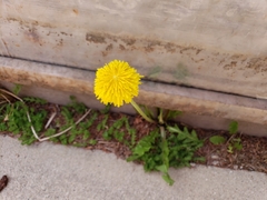 Taraxacum