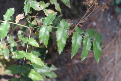 Berberis moranensis
