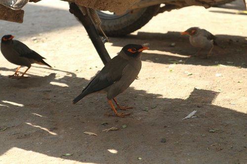 Acridotheres ginginianus