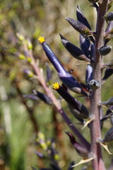 Puya coerulea