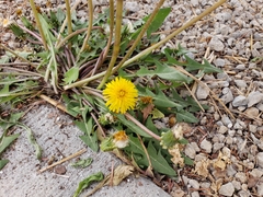 Taraxacum