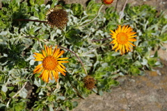 Haplopappus macrocephalus