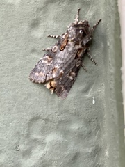 Psaphida electilis