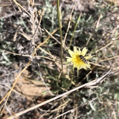 Acmaeodera bowditchi