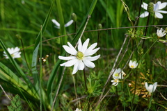 Anemone decapetala