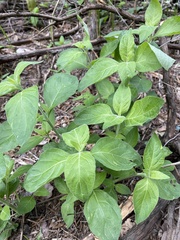 Ruellia drummondiana