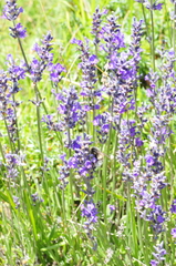Lavandula angustifolia