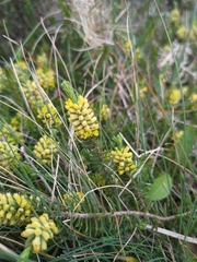 Thymelaea coridifolia