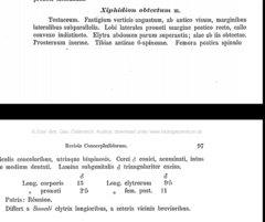 Conocephalus obtectus