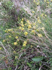 Thymelaea coridifolia