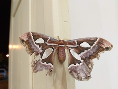 Rothschildia prionia