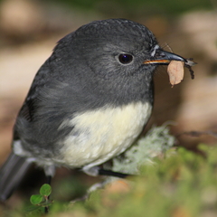New Zealand Robin photo 4