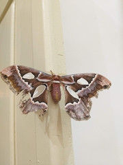 Rothschildia prionia