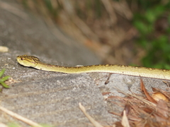 Protobothrops flavoviridis