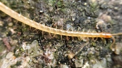 Geophilomorpha