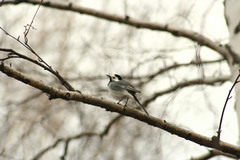 Motacilla alba