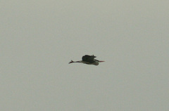 Ardea cinerea