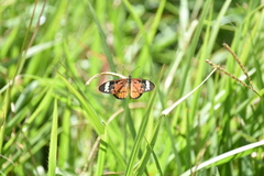 Acraea encedon