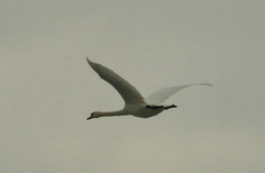 Cygnus olor